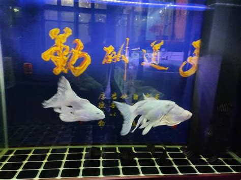 魚缸水質|如何判斷魚缸的水質，已經趨於穩定狀態，需要參考觀察哪些方。